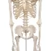Žmogaus skeletas, modelis