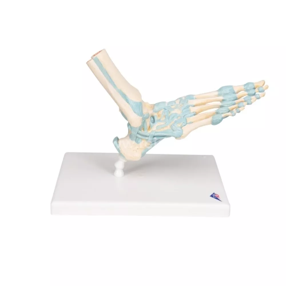 Pėdos kaulų modelis