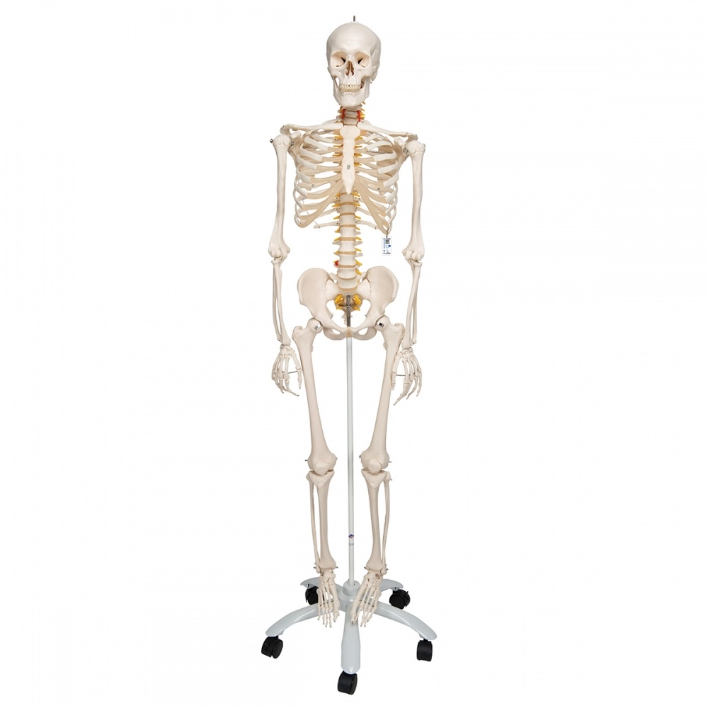 Lankstus žmogaus skeleto modelis