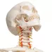 Lankstus žmogaus skeleto modelis