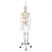 Funkcionalus ir fiziologiškas žmogaus skeleto modelis kabinamas ant stendo