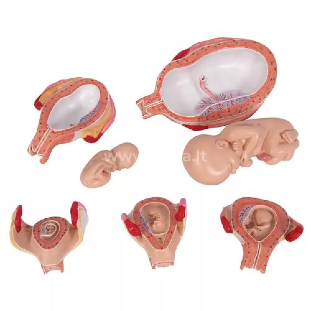 Nėštumo etapų modelis