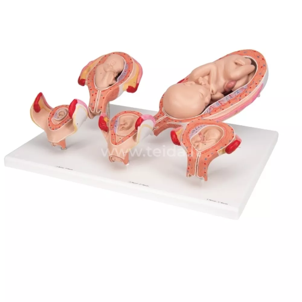 Nėštumo etapų modelis