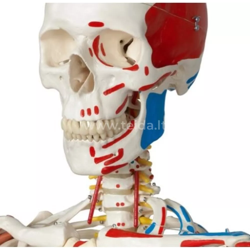 Skeletas su pažymėtomis raumenų raiščių prisitvirtinimo vietomis