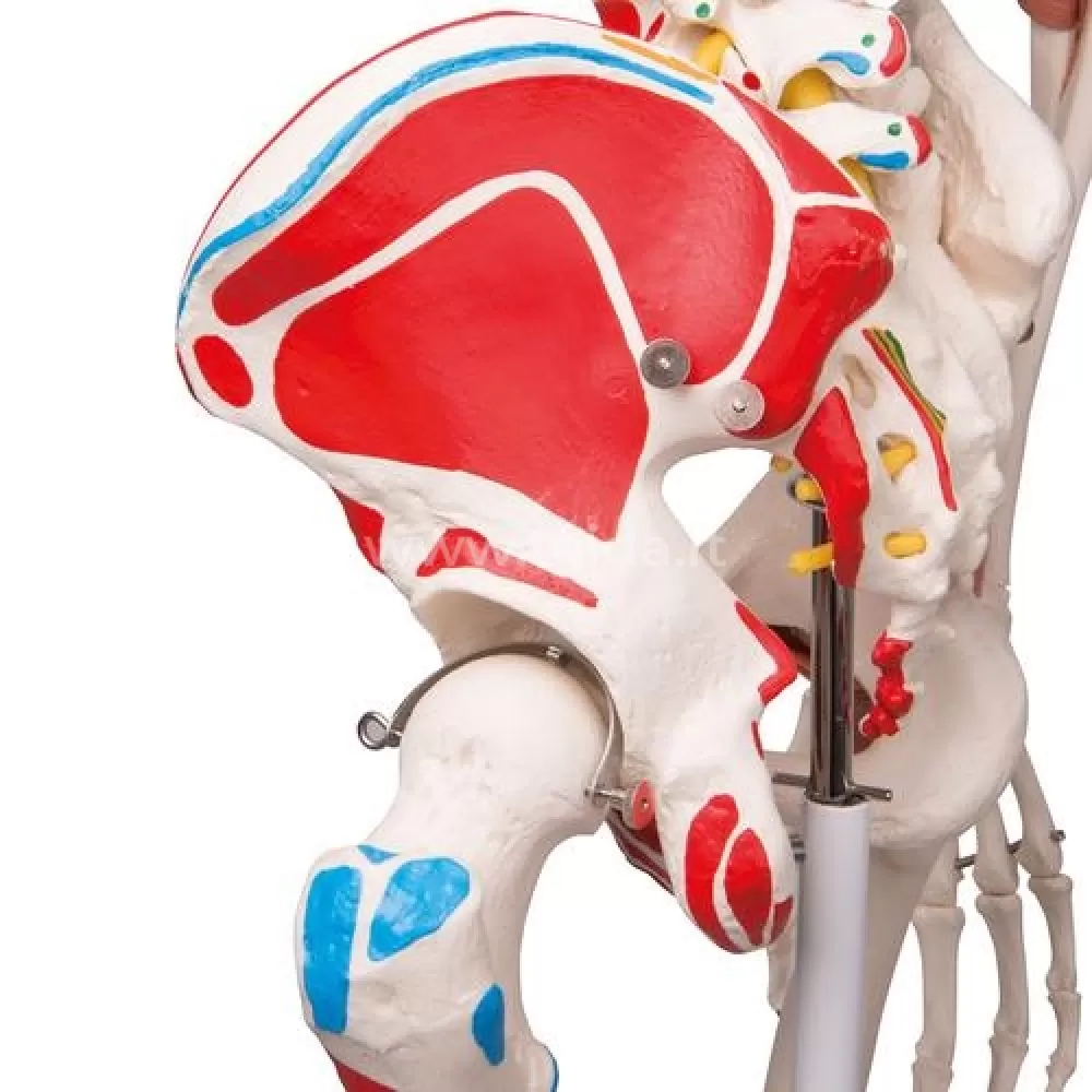 Skeletas su pažymėtomis raumenų, raiščių  prisitvirtinimo vietomis