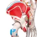 Skeletas su pažymėtomis raumenų, raiščių  prisitvirtinimo vietomis