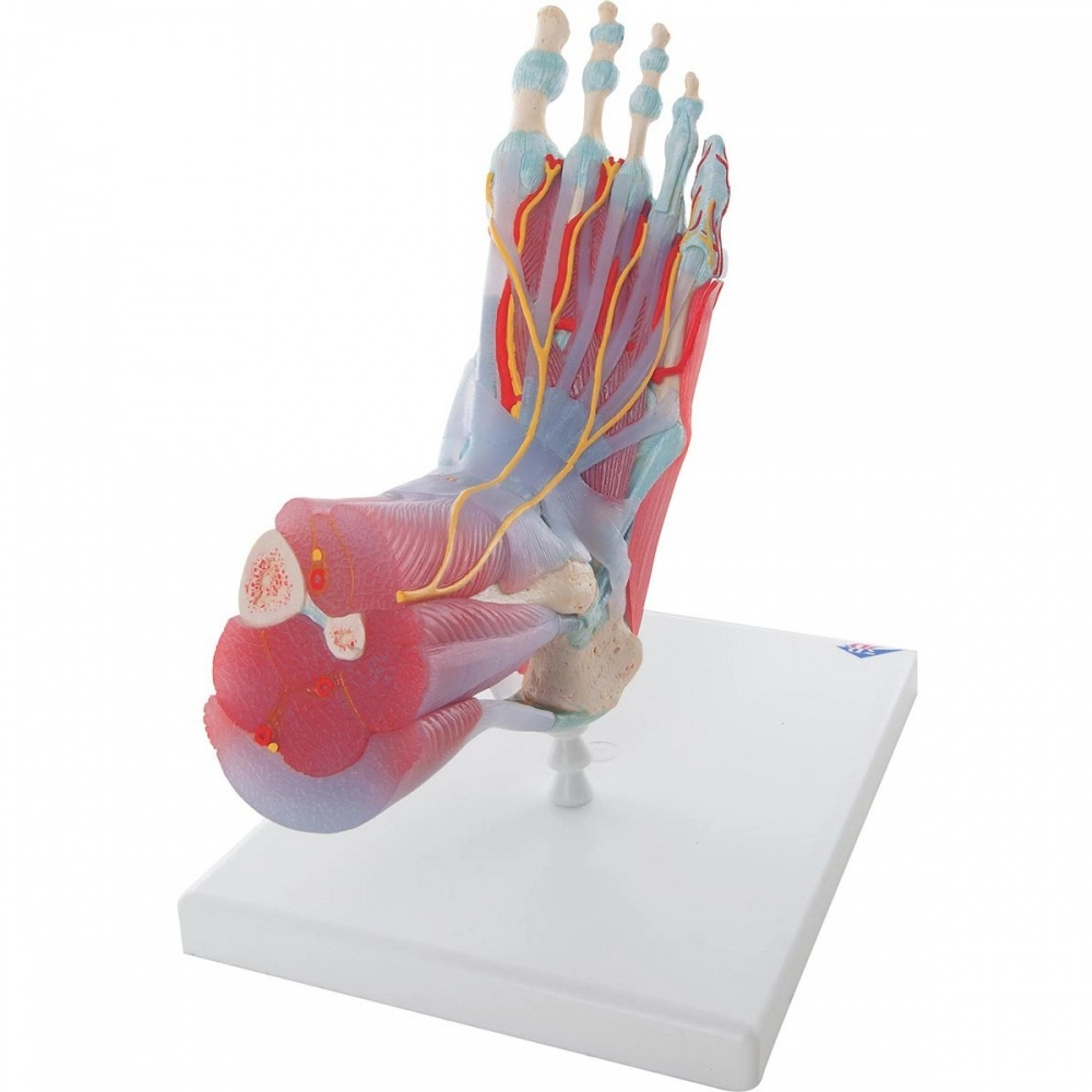 Pėdos skeleto modelis su raiščiais ir raumenimis